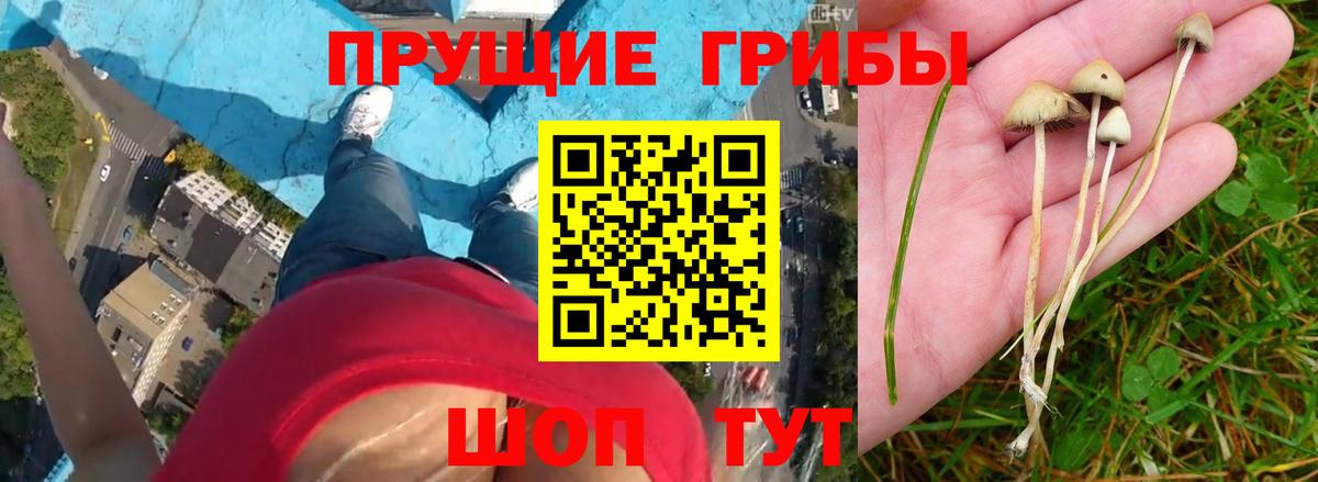 Краснокаменск  Галлюциногенные грибы прущие грибы  Вход с VPN 